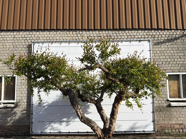 Granaatappelboom xxl - punica granatum - hoogte ca. 280 cm - afbeelding 6 van  8