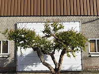 Granaatappelboom xxl - punica granatum - hoogte ca. 280 cm - afbeelding 6 van  8