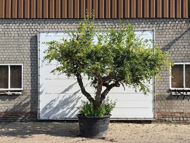 Granaatappelboom xxl - punica granatum - hoogte ca. 280 cm - afbeelding 1 van  6