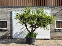 Granaatappelboom xxl - punica granatum - hoogte ca. 280 cm - afbeelding 1 van  6