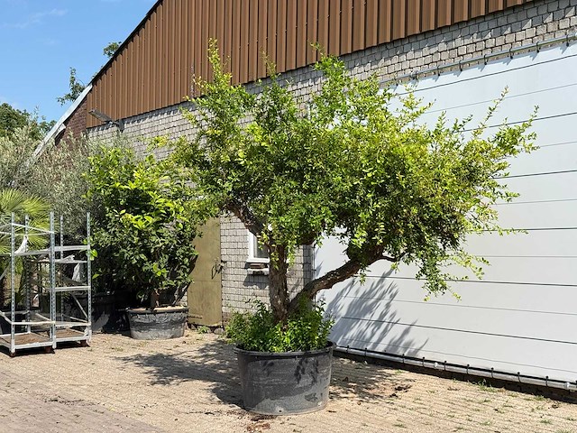 Granaatappelboom xxl - punica granatum - hoogte ca. 280 cm - afbeelding 2 van  6