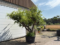 Granaatappelboom xxl - punica granatum - hoogte ca. 280 cm - afbeelding 3 van  6