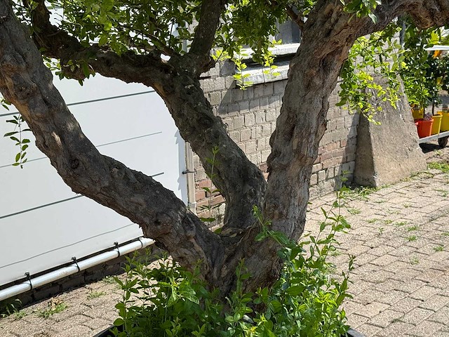 Granaatappelboom xxl - punica granatum - hoogte ca. 280 cm - afbeelding 4 van  6
