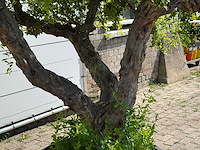 Granaatappelboom xxl - punica granatum - hoogte ca. 280 cm - afbeelding 4 van  6