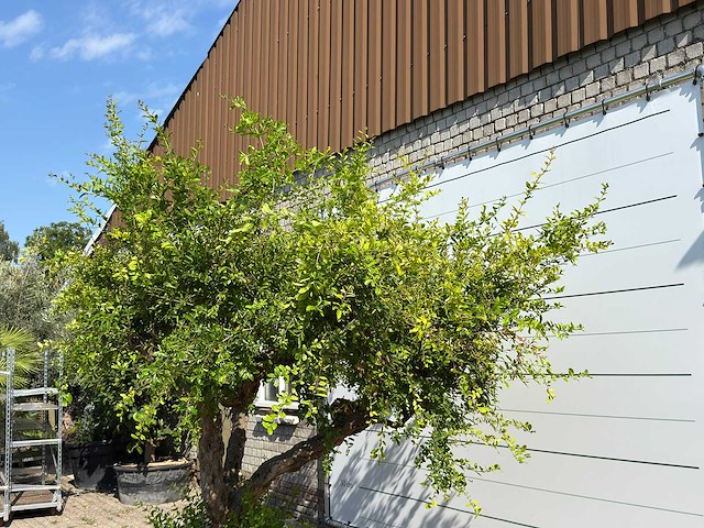 Granaatappelboom xxl - punica granatum - hoogte ca. 280 cm - afbeelding 5 van  6