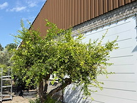 Granaatappelboom xxl - punica granatum - hoogte ca. 280 cm - afbeelding 5 van  6