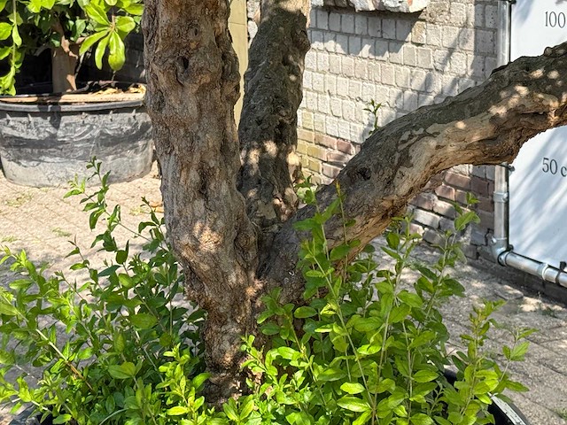 Granaatappelboom xxl - punica granatum - hoogte ca. 280 cm - afbeelding 6 van  6