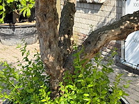 Granaatappelboom xxl - punica granatum - hoogte ca. 280 cm - afbeelding 6 van  6