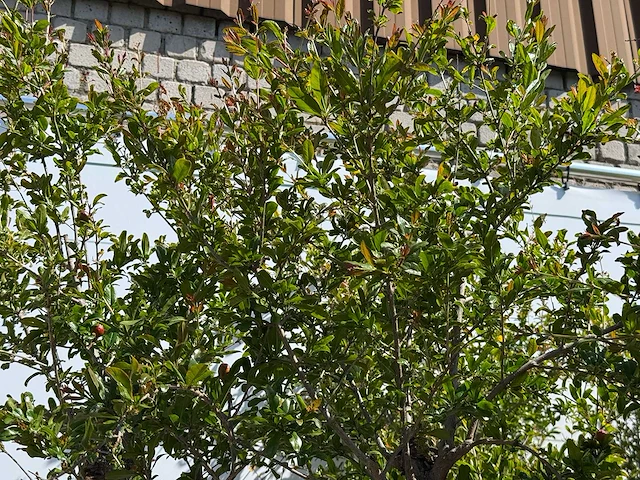 Granaatappelboom xxl - punica granatum - hoogte ca. 280 cm - afbeelding 8 van  8