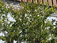Granaatappelboom xxl - punica granatum - hoogte ca. 280 cm - afbeelding 8 van  8