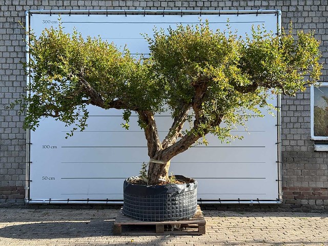 Granaatappelboom xxl - punica granatum - hoogte ca. 300 cm - afbeelding 1 van  1