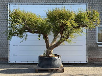 Granaatappelboom xxl - punica granatum - hoogte ca. 300 cm