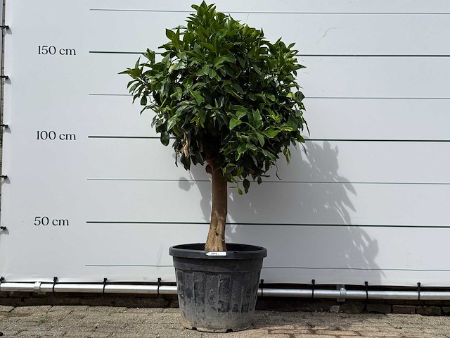 Grapefruitboom - citrus paradisi - hoogte ca. 150 cm - afbeelding 1 van  6