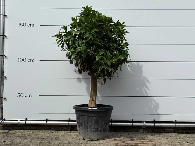 Grapefruitboom - citrus paradisi - hoogte ca. 150 cm - afbeelding 2 van  6
