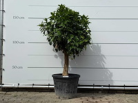Grapefruitboom - citrus paradisi - hoogte ca. 150 cm - afbeelding 2 van  6