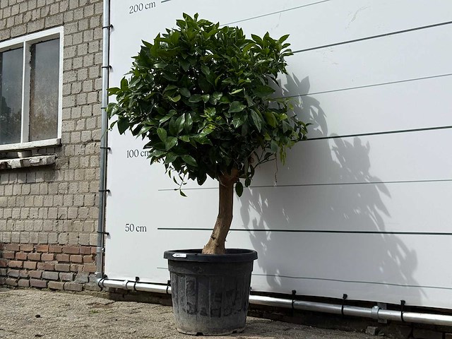 Grapefruitboom - citrus paradisi - hoogte ca. 150 cm - afbeelding 3 van  6