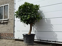 Grapefruitboom - citrus paradisi - hoogte ca. 150 cm - afbeelding 3 van  6