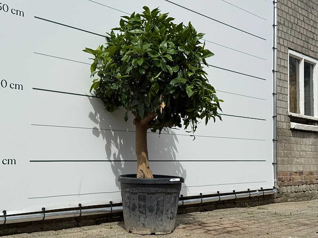 Grapefruitboom - citrus paradisi - hoogte ca. 150 cm - afbeelding 4 van  6