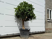 Grapefruitboom - citrus paradisi - hoogte ca. 150 cm - afbeelding 4 van  6