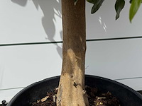 Grapefruitboom - citrus paradisi - hoogte ca. 150 cm - afbeelding 5 van  6