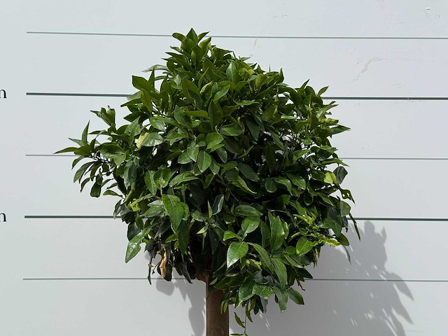 Grapefruitboom - citrus paradisi - hoogte ca. 150 cm - afbeelding 6 van  6