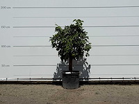 Grapefruitboom - citrus paradisi - hoogte ca. 150 cm - afbeelding 1 van  3