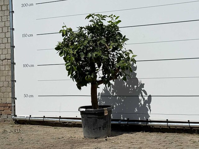 Grapefruitboom - citrus paradisi - hoogte ca. 150 cm - afbeelding 2 van  3