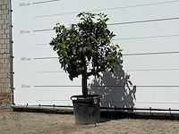 Grapefruitboom - citrus paradisi - hoogte ca. 150 cm - afbeelding 2 van  3