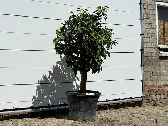 Grapefruitboom - citrus paradisi - hoogte ca. 150 cm - afbeelding 3 van  3