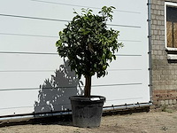 Grapefruitboom - citrus paradisi - hoogte ca. 150 cm - afbeelding 3 van  3