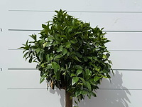 Grapefruitboom - citrus paradisi - hoogte ca. 160 cm - afbeelding 6 van  6