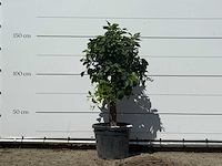 Grapefruitboom - citrus paradisi - hoogte ca. 160 cm - afbeelding 1 van  3