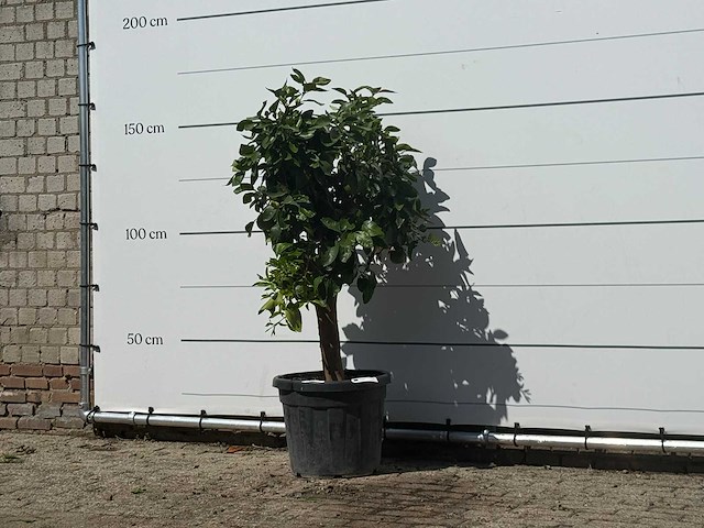 Grapefruitboom - citrus paradisi - hoogte ca. 160 cm - afbeelding 2 van  3