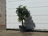 Grapefruitboom - citrus paradisi - hoogte ca. 160 cm - afbeelding 2 van  3