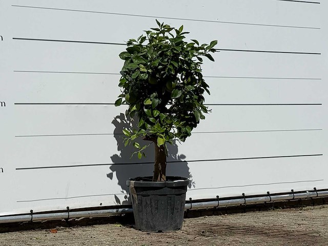 Grapefruitboom - citrus paradisi - hoogte ca. 160 cm - afbeelding 3 van  3