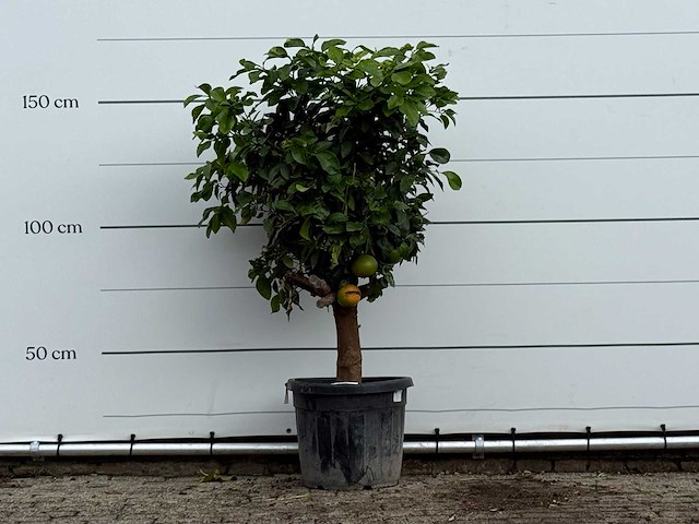 Grapefruitboom - citrus paradisi - hoogte ca. 170 cm - afbeelding 1 van  3