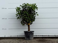 Grapefruitboom - citrus paradisi - hoogte ca. 170 cm - afbeelding 1 van  3