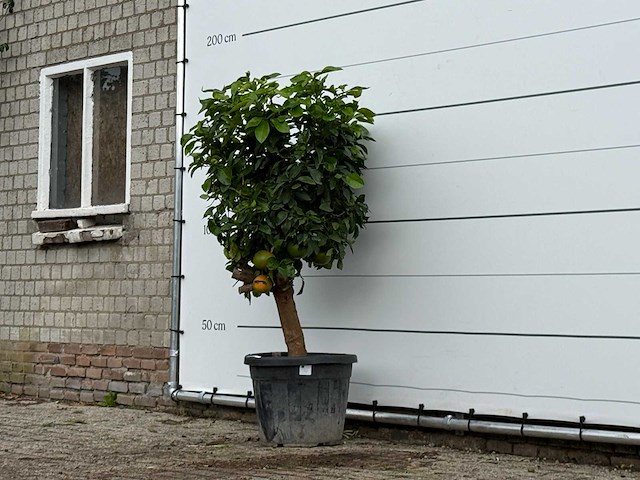 Grapefruitboom - citrus paradisi - hoogte ca. 170 cm - afbeelding 2 van  3