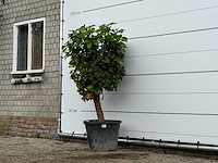 Grapefruitboom - citrus paradisi - hoogte ca. 170 cm - afbeelding 2 van  3