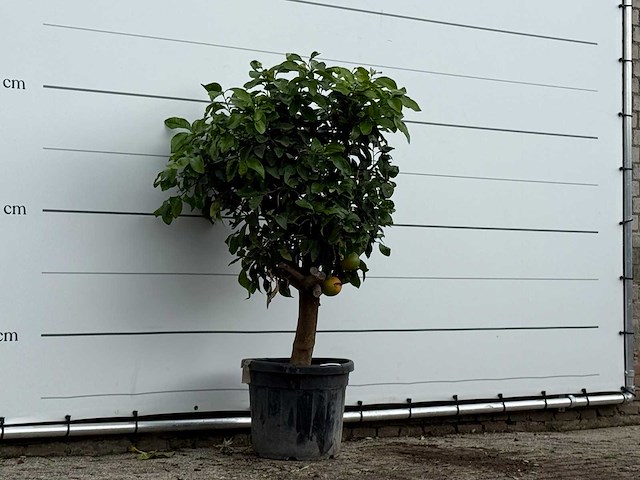 Grapefruitboom - citrus paradisi - hoogte ca. 170 cm - afbeelding 3 van  3