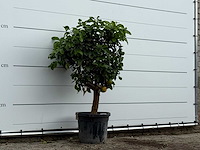 Grapefruitboom - citrus paradisi - hoogte ca. 170 cm - afbeelding 3 van  3