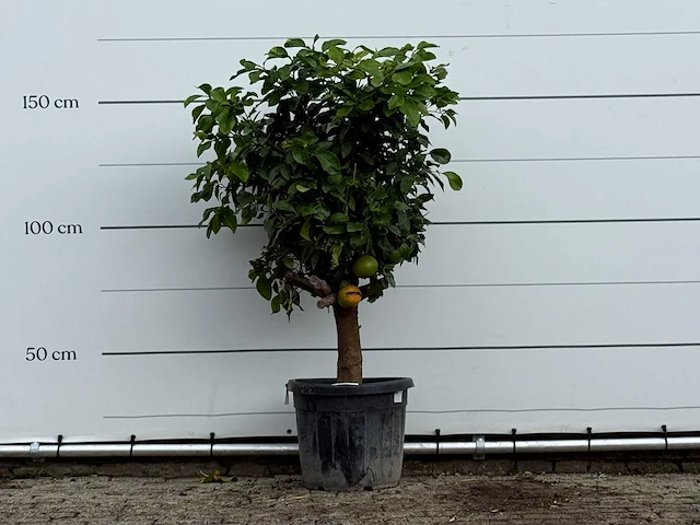 Grapefruitboom - citrus paradisi - hoogte ca. 170 cm - afbeelding 1 van  3