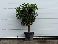 Grapefruitboom - citrus paradisi - hoogte ca. 170 cm