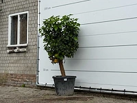 Grapefruitboom - citrus paradisi - hoogte ca. 170 cm - afbeelding 2 van  3