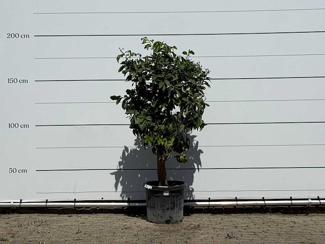 Grapefruitboom - citrus paradisi - hoogte ca. 180 cm - afbeelding 1 van  3