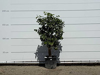 Grapefruitboom - citrus paradisi - hoogte ca. 180 cm - afbeelding 1 van  3