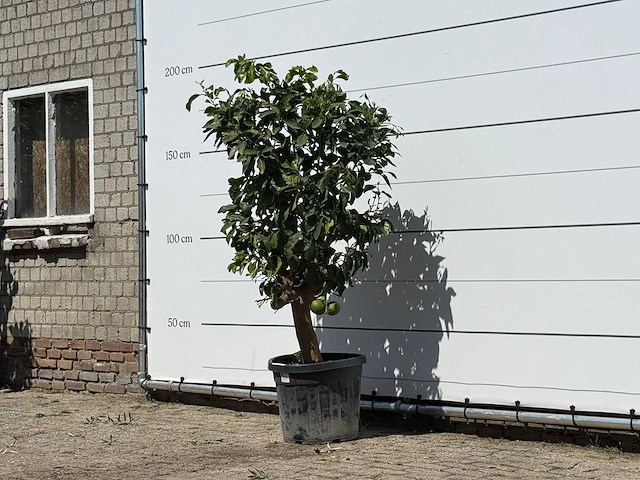 Grapefruitboom - citrus paradisi - hoogte ca. 180 cm - afbeelding 2 van  3