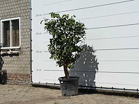 Grapefruitboom - citrus paradisi - hoogte ca. 180 cm - afbeelding 2 van  3