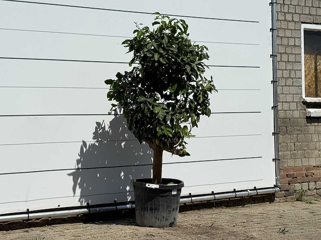 Grapefruitboom - citrus paradisi - hoogte ca. 180 cm - afbeelding 3 van  3