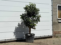 Grapefruitboom - citrus paradisi - hoogte ca. 180 cm - afbeelding 3 van  3
